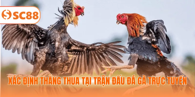 Xác định thắng thua tại trận đấu đá gà trực tuyến